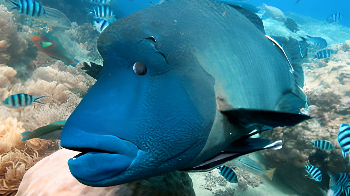The Great Barrier Reef