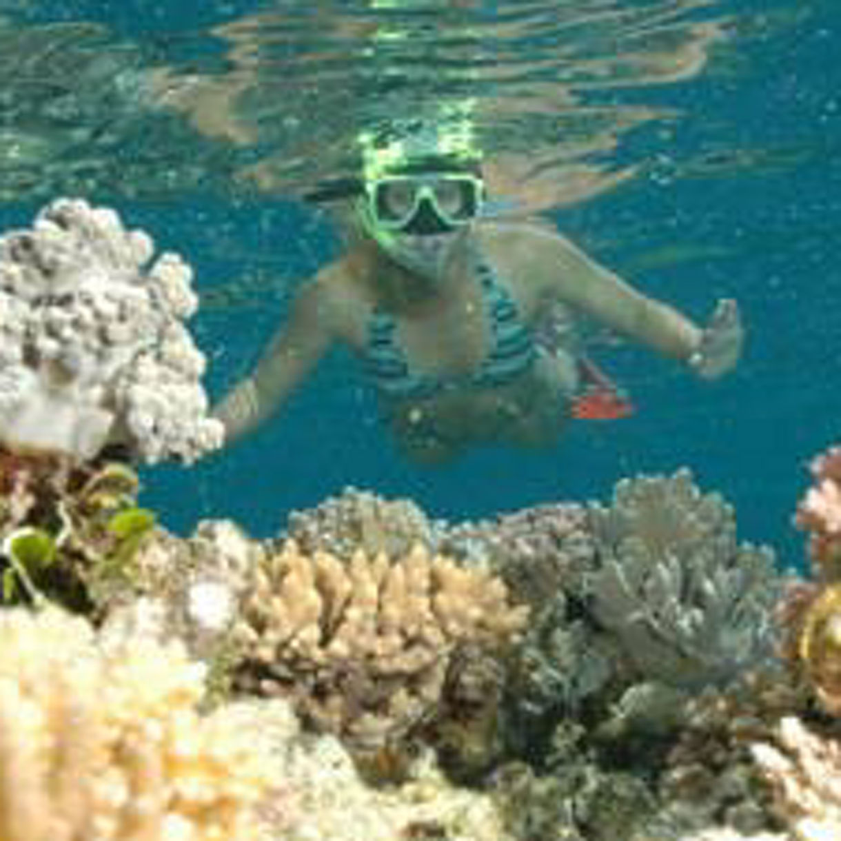 The Great Barrier Reef