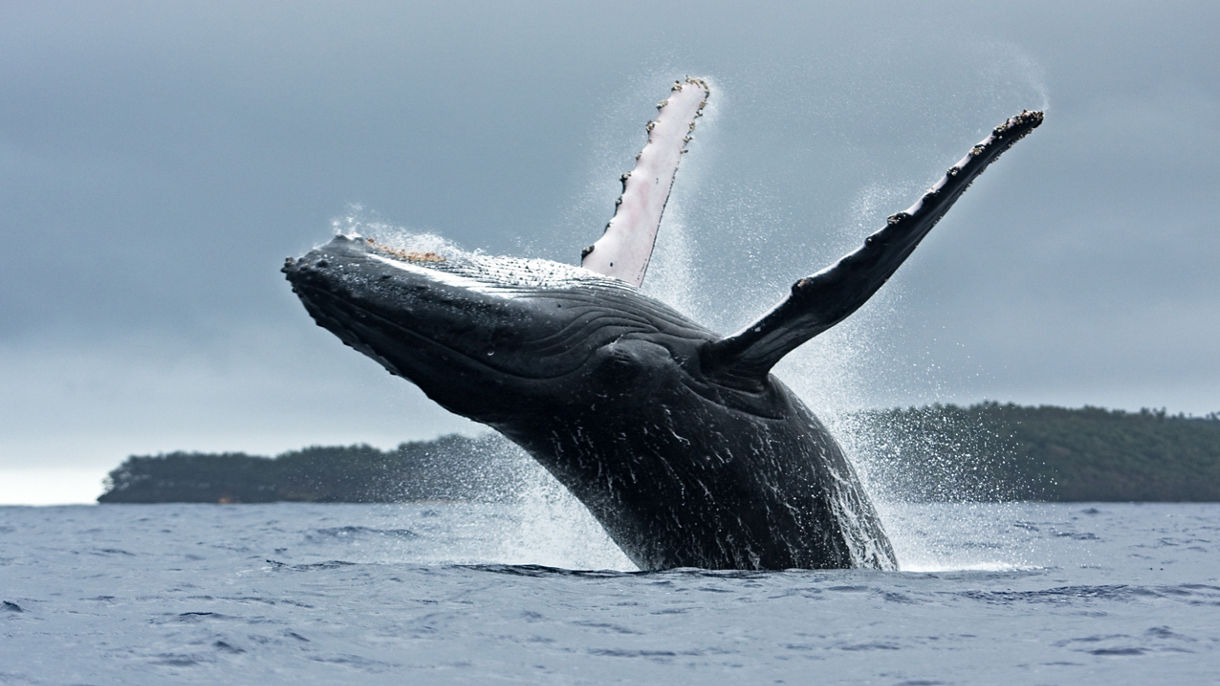 Whales & Marine Life Discovery Cruise