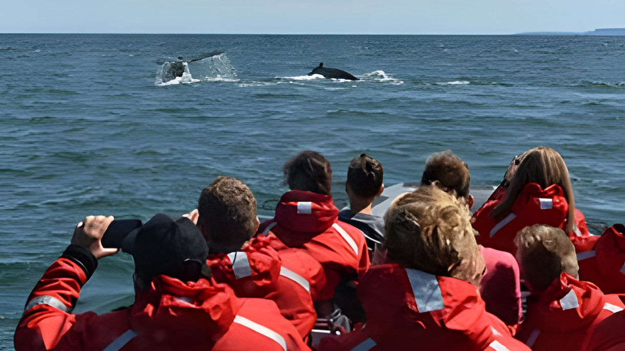 Whale Watching By Zodiac