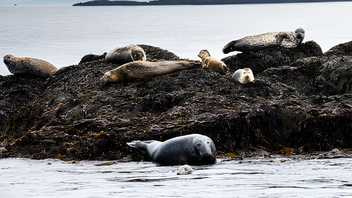 Bay of Fundy Wildlife & Whale Watching