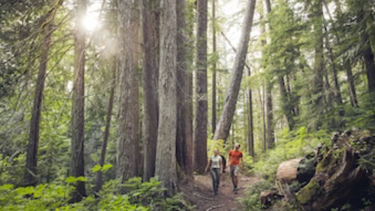 Capilano Canyon Walk & City Highlights