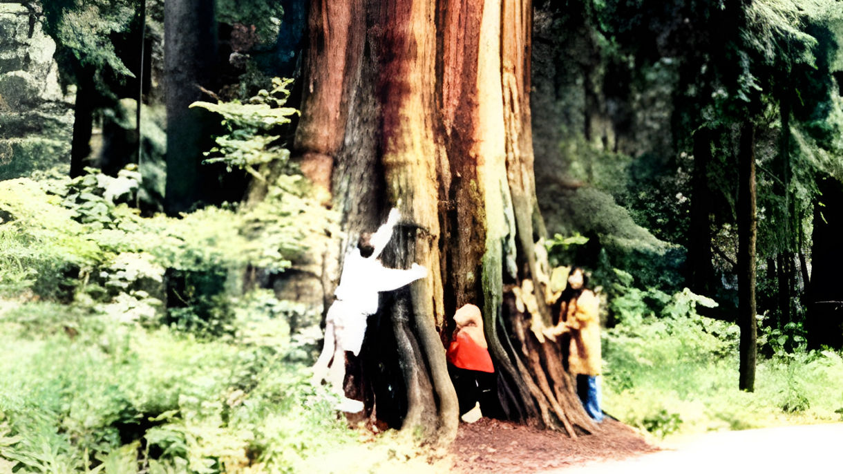 Capilano Canyon Walk & City Highlights