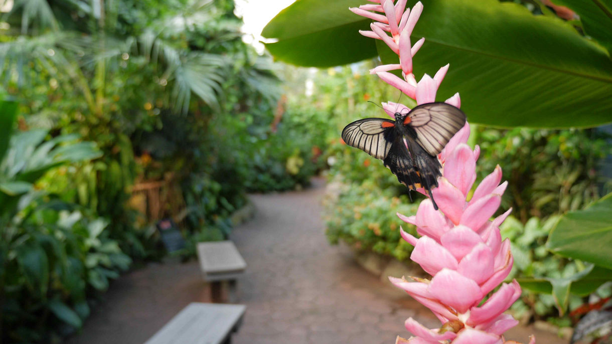 Best of Victoria: Butchart & Butterfly Gardens