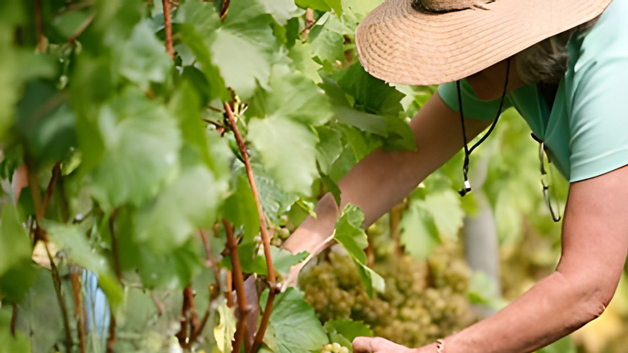 Vancouver Island Wineries & Cider Farm