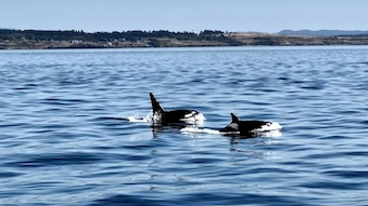 Ocean Wildlife & Whales Exploration Cruise