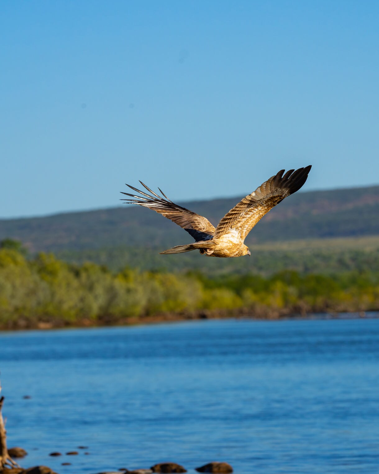 A seabird flying low over the blue waters of Yampi Sound, with green coastal vegetation and distant red cliffs in the background.