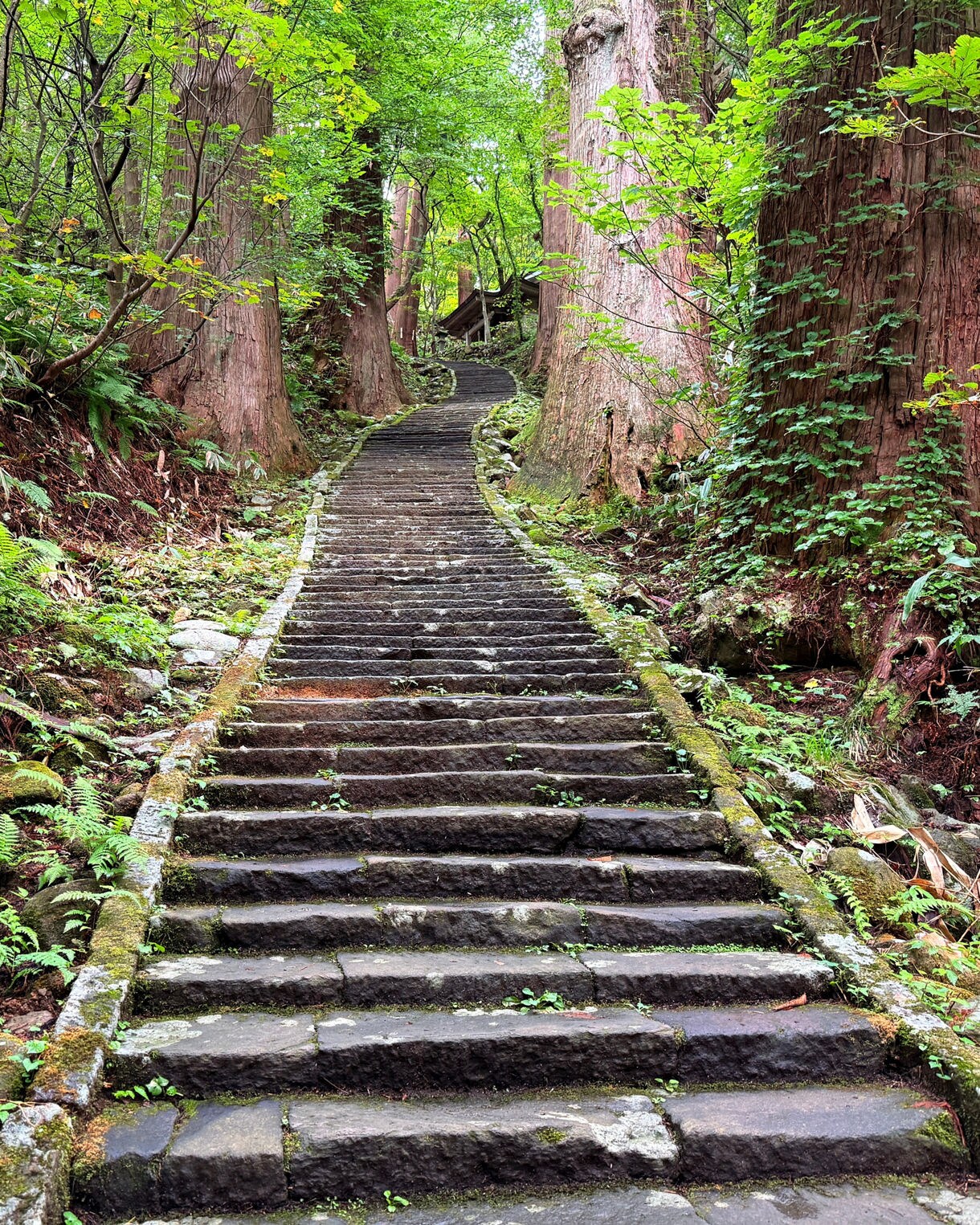A long stone staircase rises through a dense forest, bordered by mossy rocks, ferns, and massive tree trunks under bright green foliage.