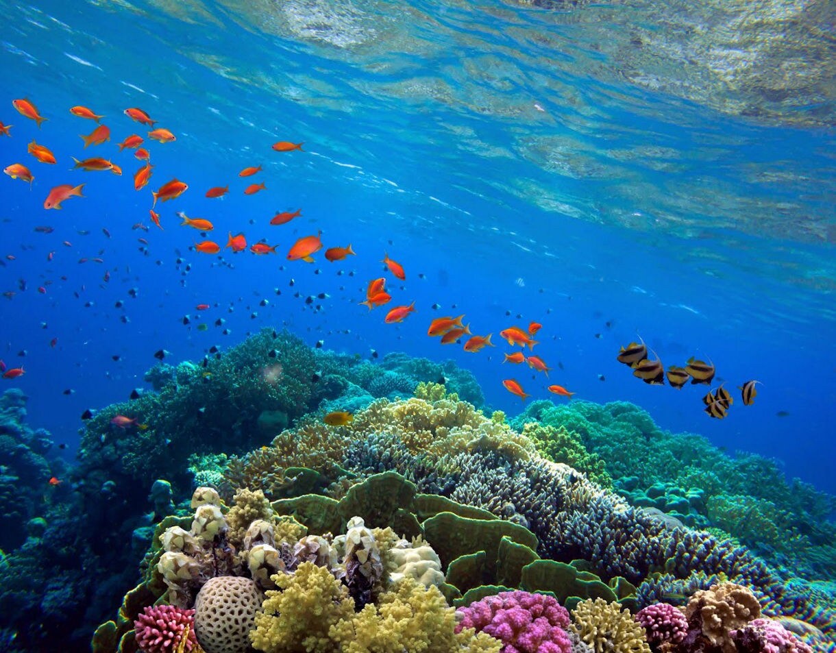 Underwater view of colorful coral formations with bright orange fish and striped fish swimming above in clear blue water.