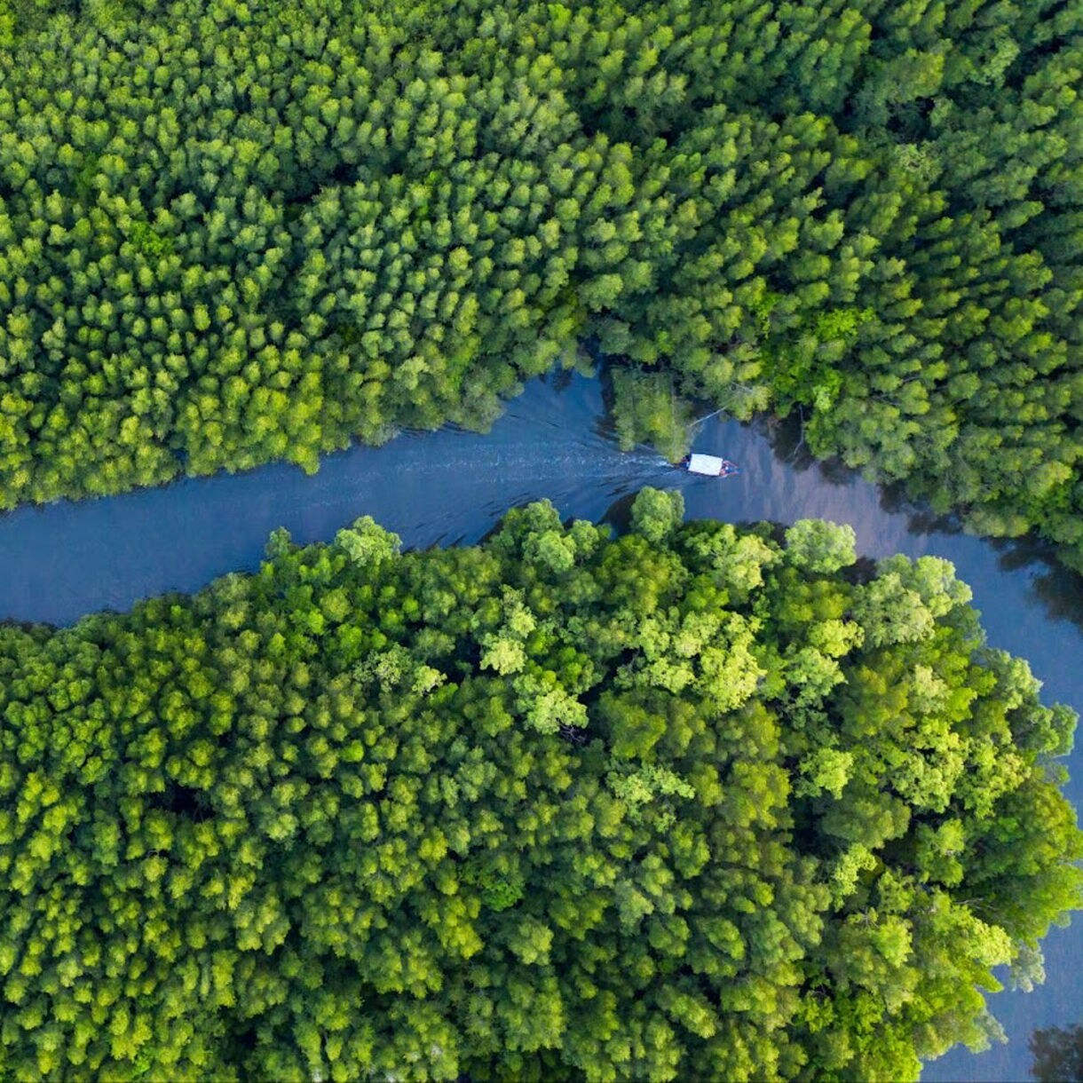 Aerial view of a narrow river cutting through dense green mangrove forest, with a small boat creating a wake as it travels along the water.