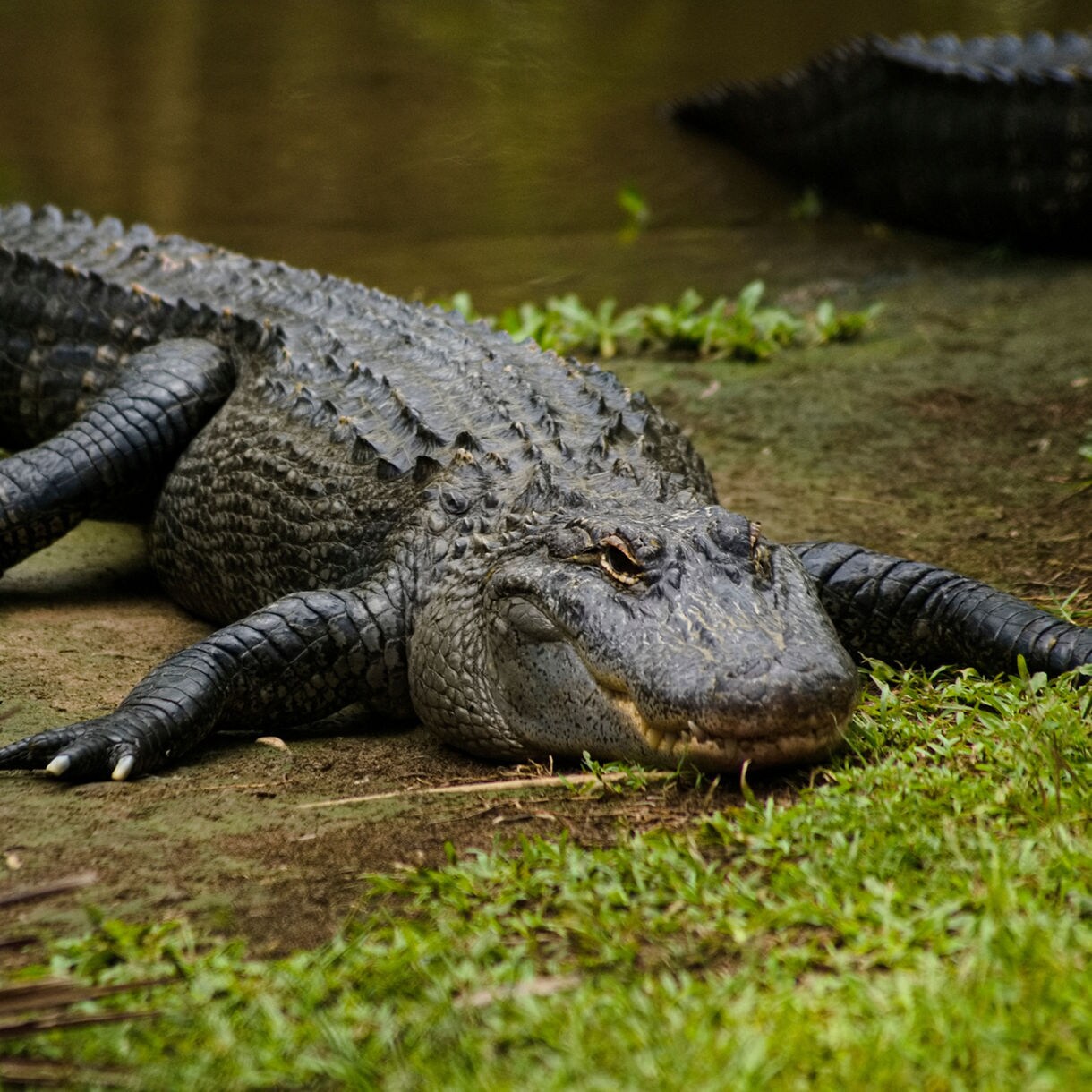 A large crocodile resting on a muddy riverbank, its body stretched out with rough, textured scales and powerful legs, surrounded by grass and shallow water.