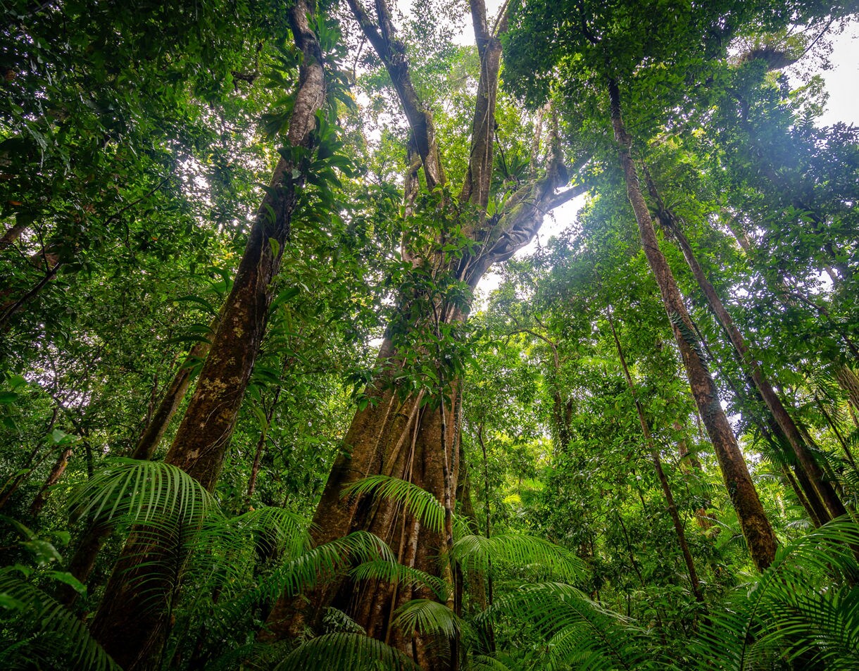 A dense tropical rainforest with towering trees, thick trunks covered in vines, and lush green ferns filling the forest floor as sunlight filters through the canopy.