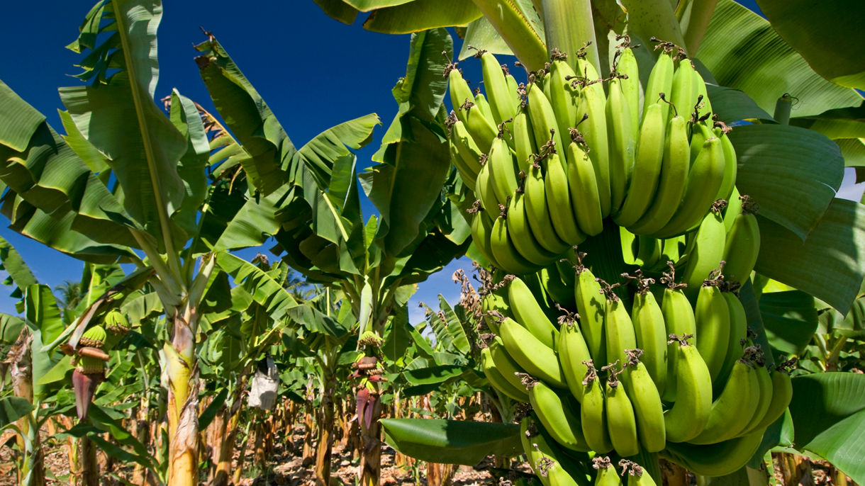 Tropical Fruit Plantation & Barra de Navidad