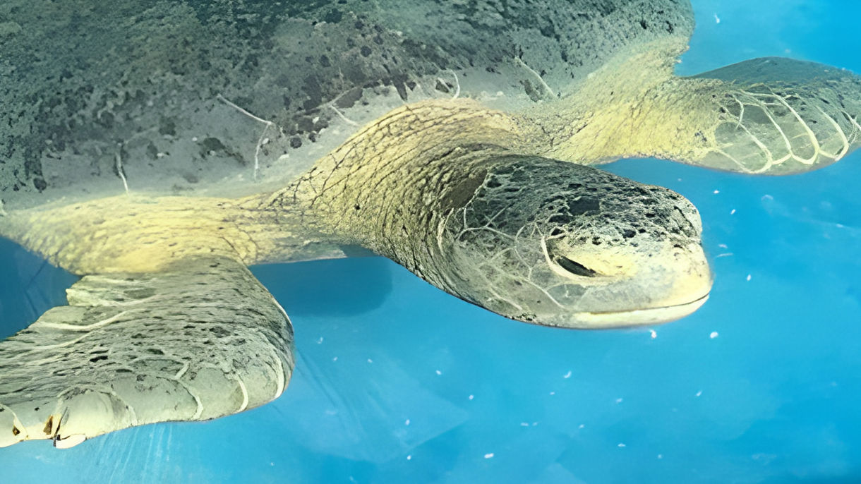 Cuyutlan Turtle Sanctuary and Salt Museum