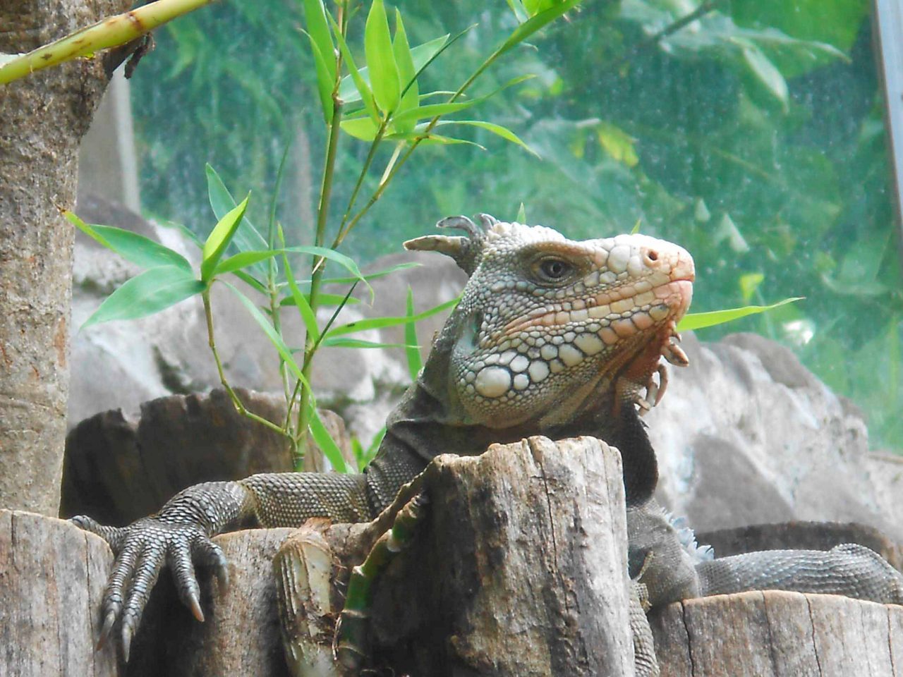 Guadeloupe's zoo