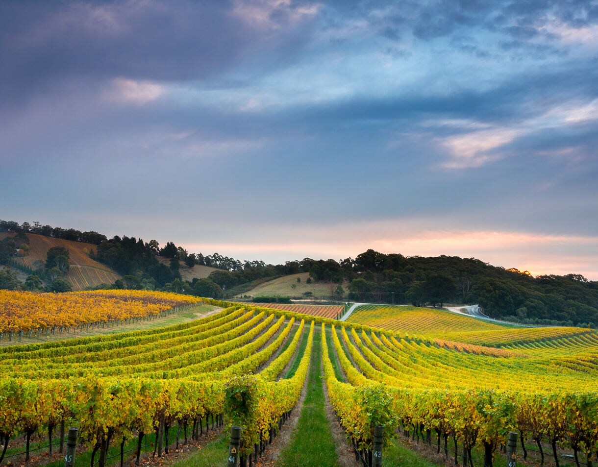 Wine fields at sunset in Adelaide Hills, Australia.