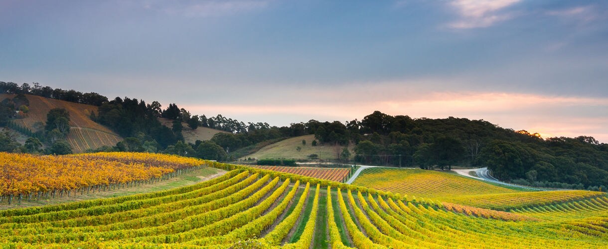 Vineyards in Adelaide Hills, Australia.