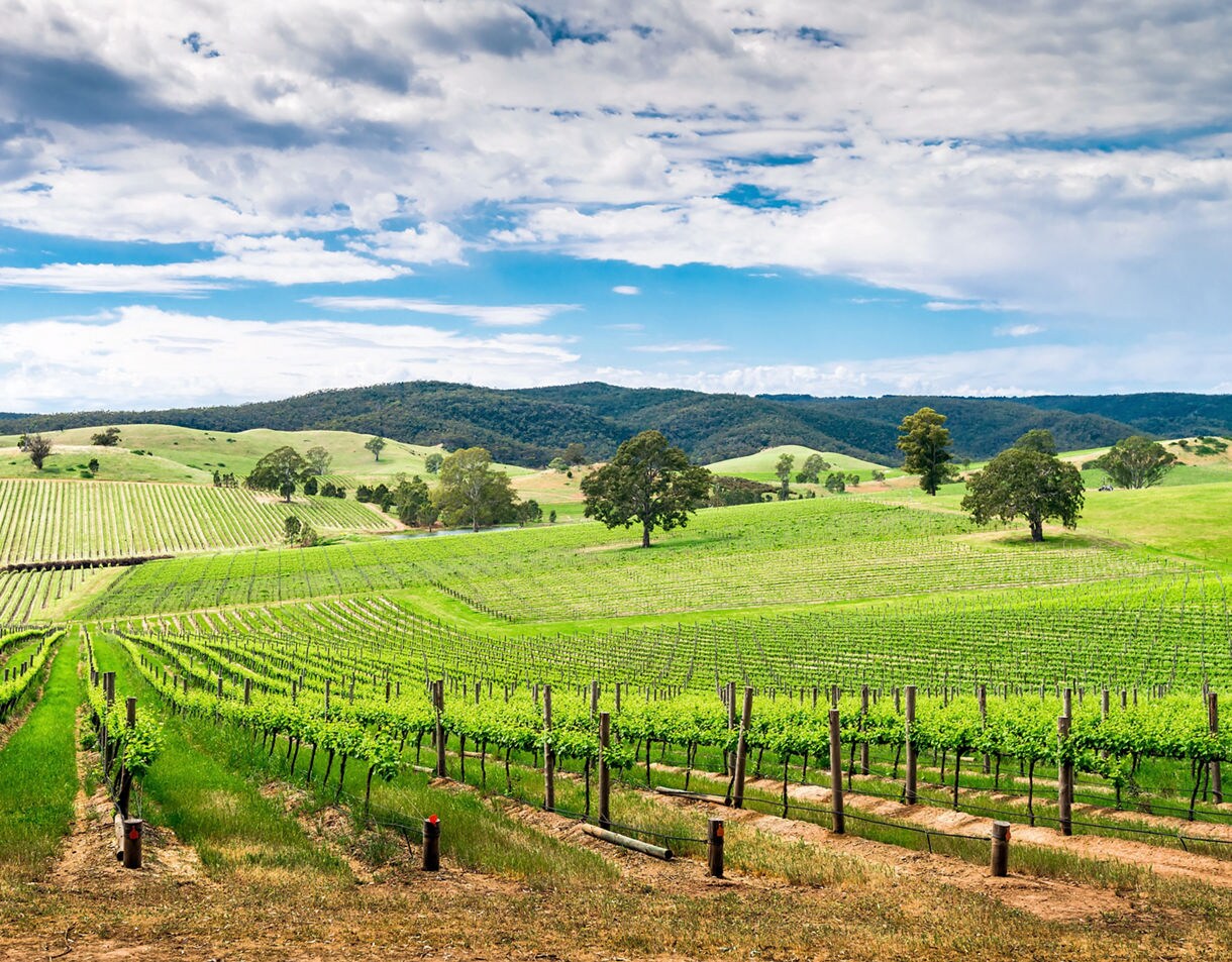 Green vineyard rows covering gentle hills under a bright sky, with scattered trees and forested ridges in the distance.