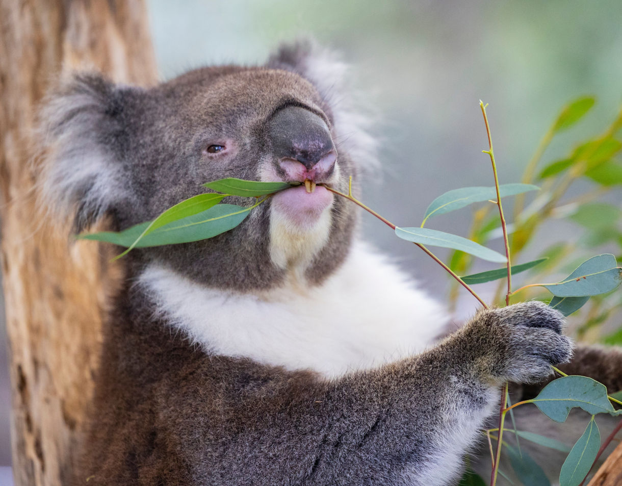 Close-up of a koala holding eucalyptus leaves and chewing, with soft gray fur, white chest and a blurred natural background.