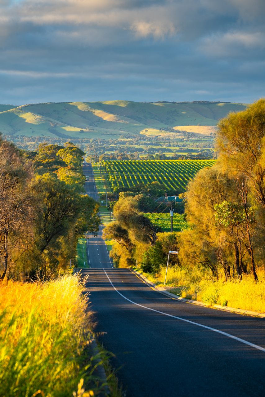 A long country road lined with trees and tall grass leading through bright green vineyards toward softly lit hills under a cloudy sky.