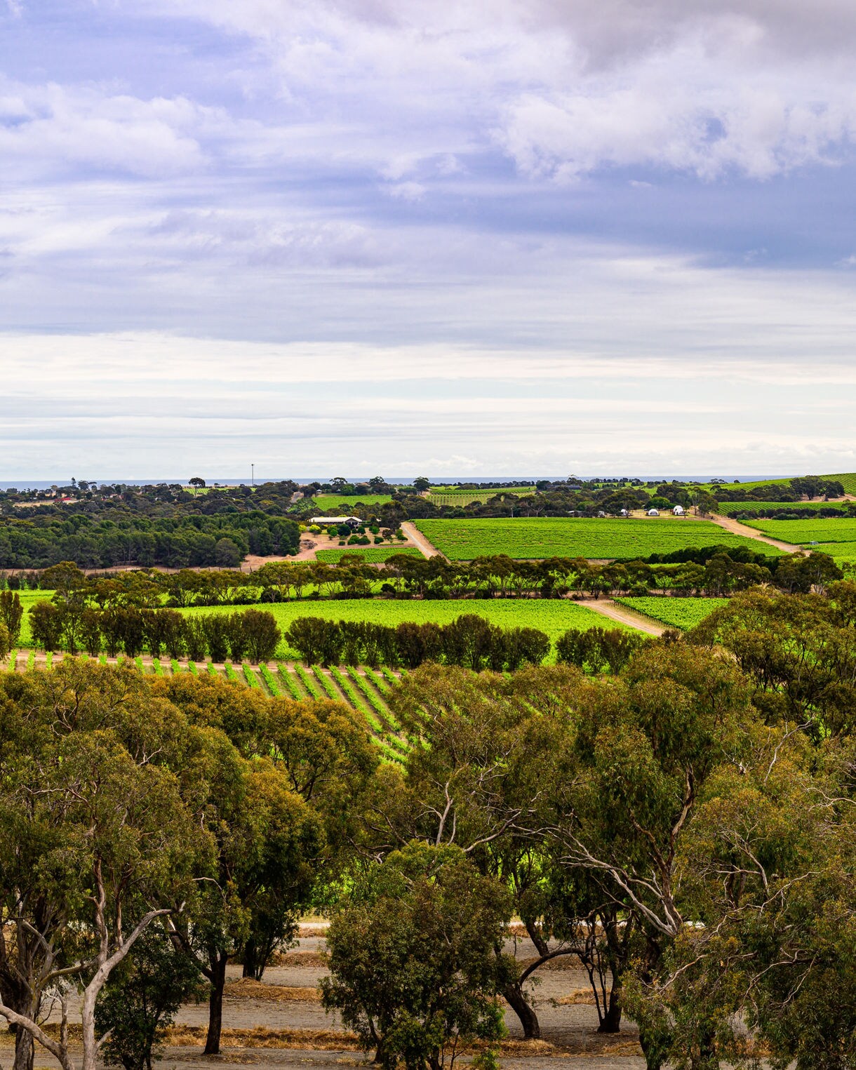 A patchwork of vineyards and farmland stretching across gentle hills with scattered trees under a partly cloudy sky.