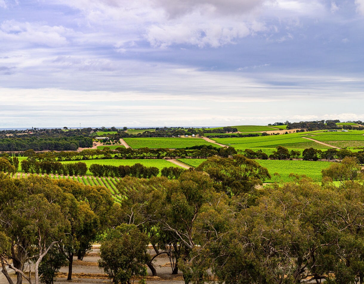 A patchwork of vineyards and farmland stretching across gentle hills with scattered trees under a partly cloudy sky.