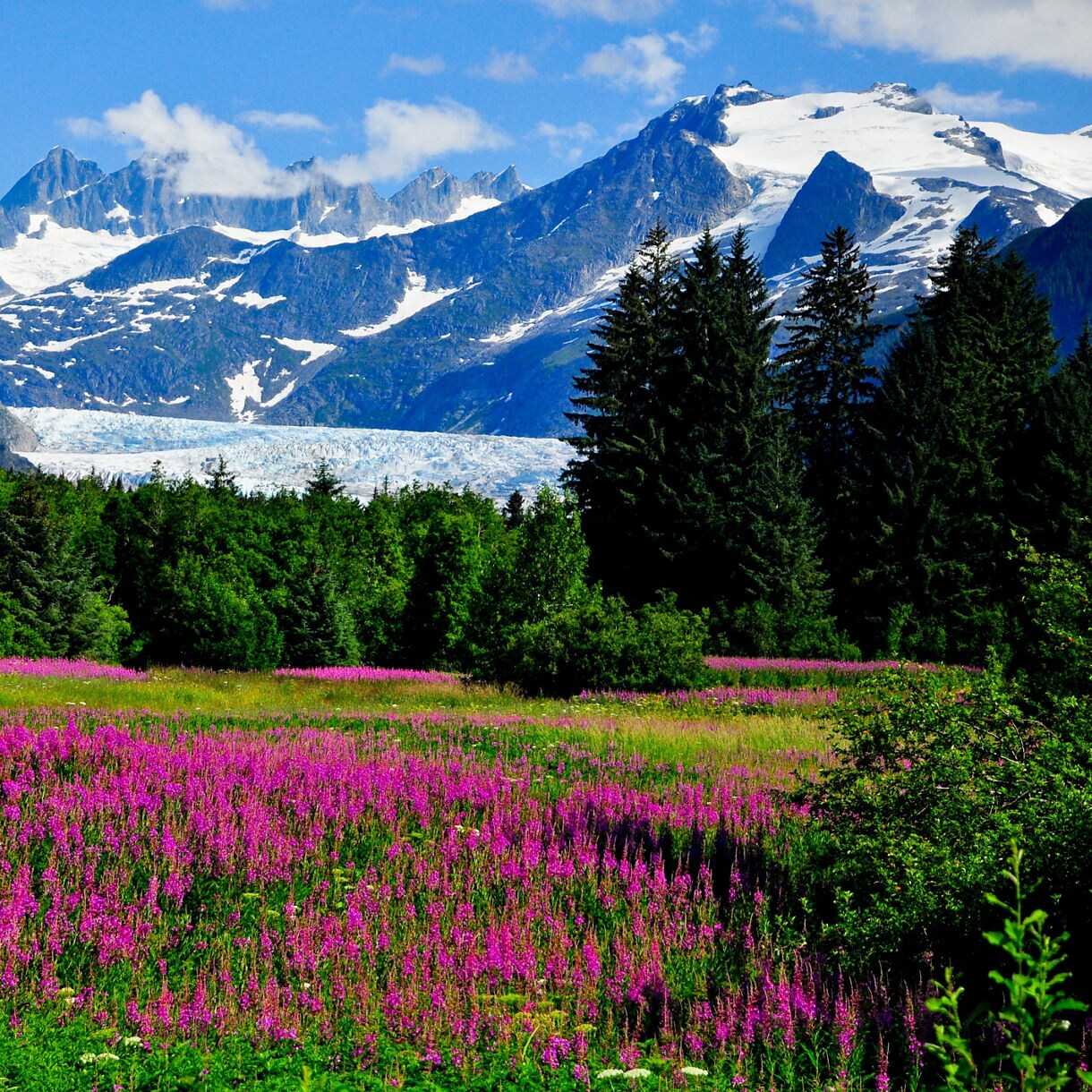 A colorful meadow filled with vivid purple fireweed blooms in the foreground, surrounded by lush green trees, with a massive glacier and rugged, snow-capped mountain peaks under a bright blue sky in the distance.
