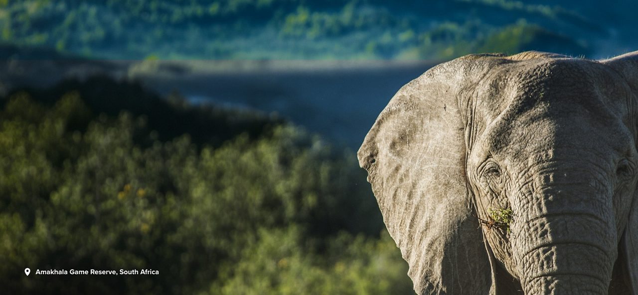 Amakhala Game Reserve, South Africa