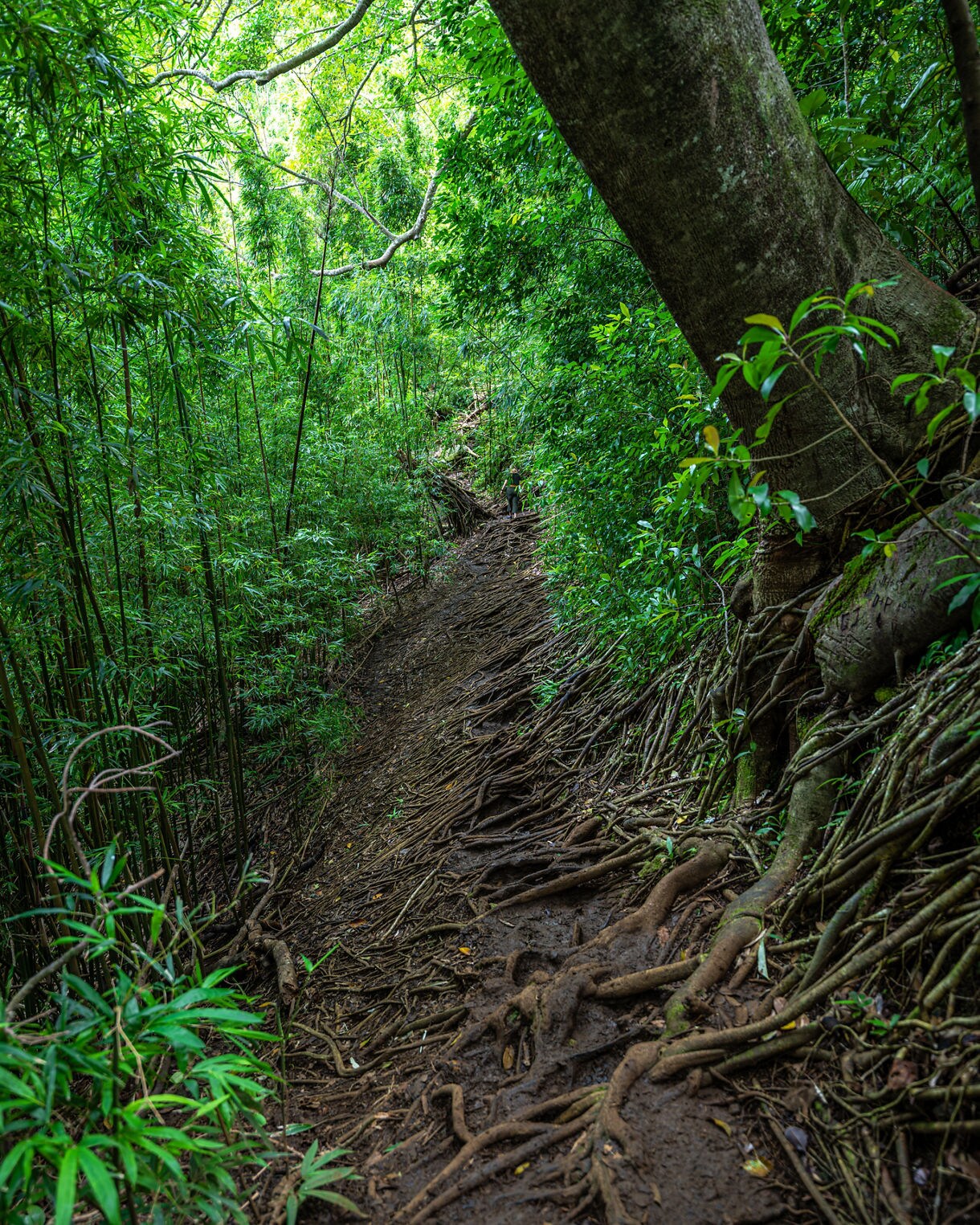 Muddy forest trail lined with tangled tree roots and dense green foliage on the Aihualama Trail in Oahu.