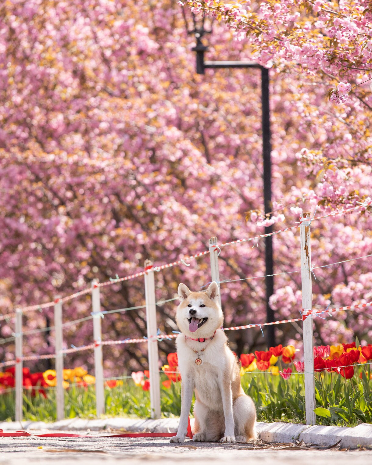 Akita dog sitting near tulips and cherry blossoms, with pink sakura trees filling the background.