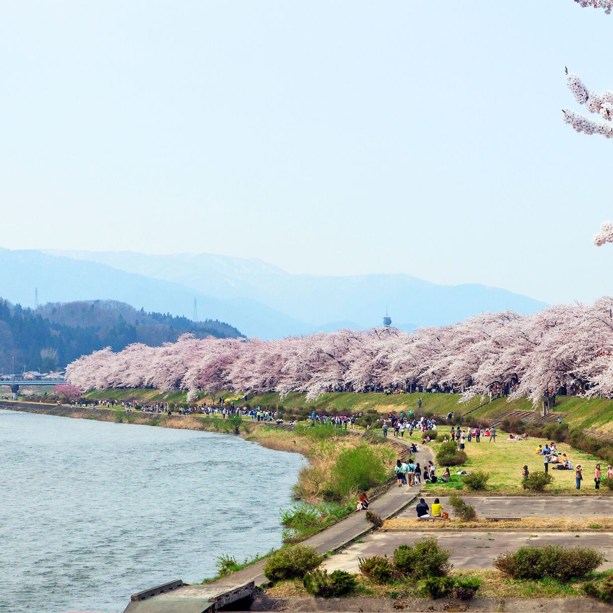 Crowds walking and relaxing under full-bloom cherry trees lining a riverbank in Kakunodate, with distant mountains in view.