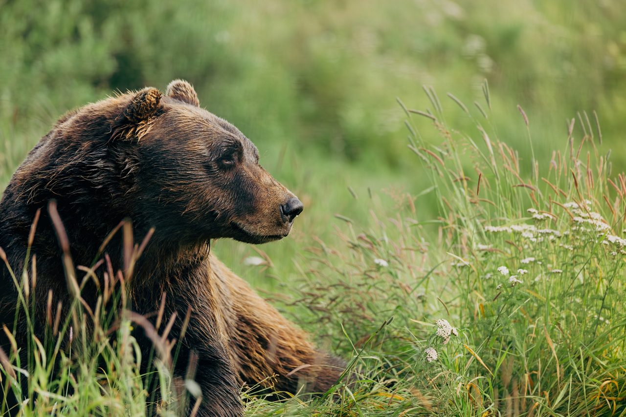 Black bear standing in tall grass on hillside with blue water and mountains visible in background.
