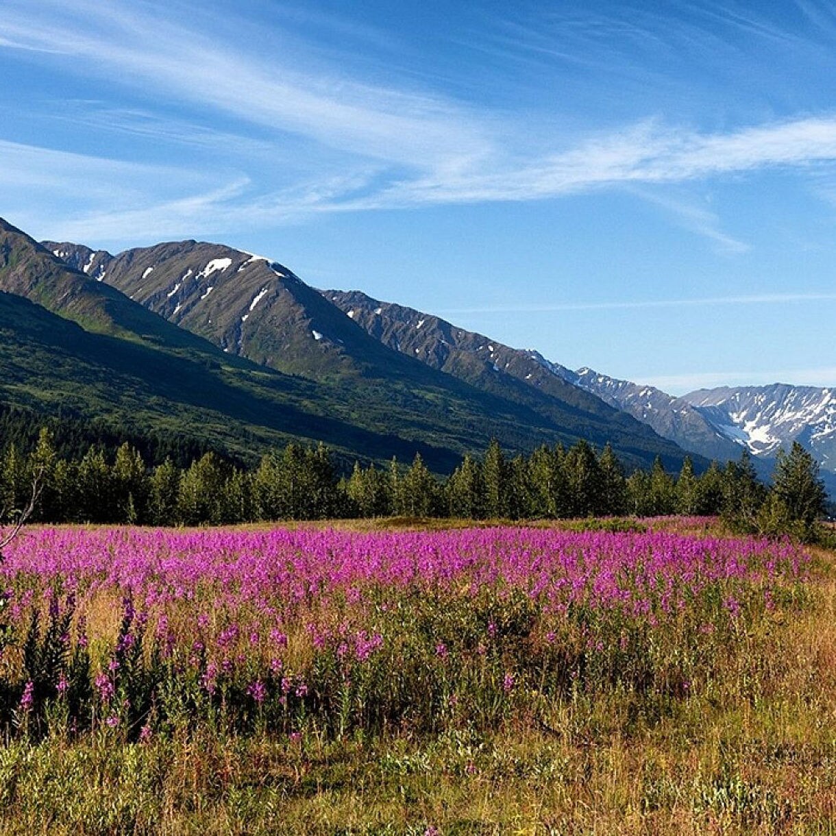 A scenic mountain road lined with vibrant purple flowers, creating a beautiful contrast against the natural landscape.