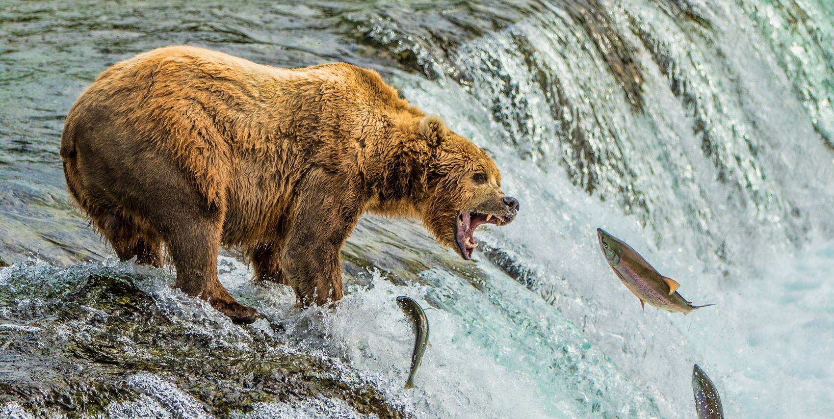 Grizzly bear in Denali National Park.