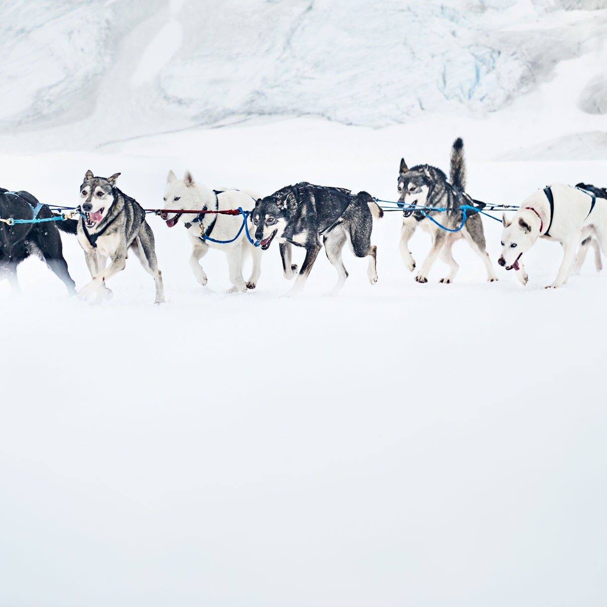 Alaska Dog Sledding Tours & Experiences-プリンセス・クルーズ
