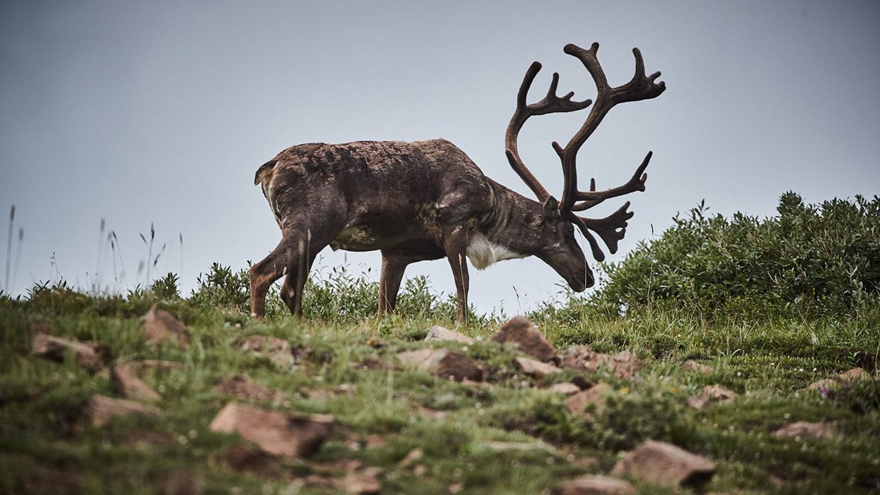 Brown caribou with large branching antlers grazing on hillside with grass and shrubs.