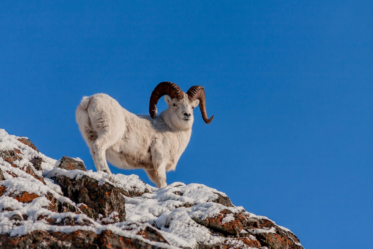 White Dall sheep ram with large curved horns standing on snowy rocky outcrop against clear blue sky in Denali National Park.