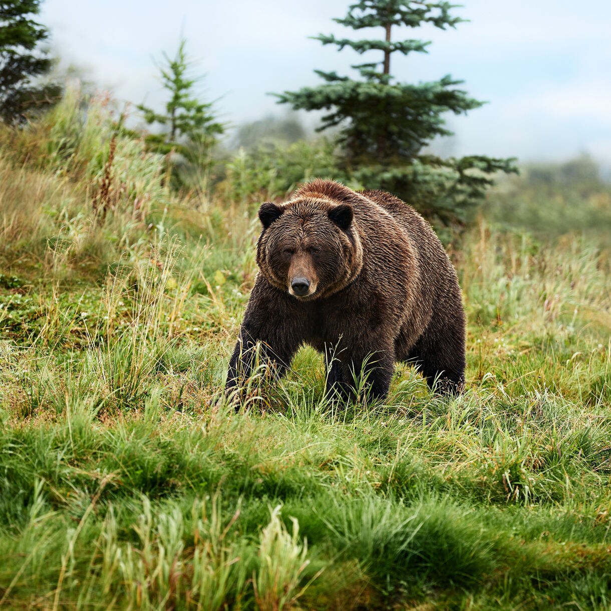 A large grizzly bear walks through a lush green meadow. Tall grasses and wild vegetation surround the animal, suggesting a remote wilderness setting. Evergreen trees rise in the background under a soft, overcast sky. The scene feels calm yet powerful, highlighting the bear’s strength in its natural habitat.
