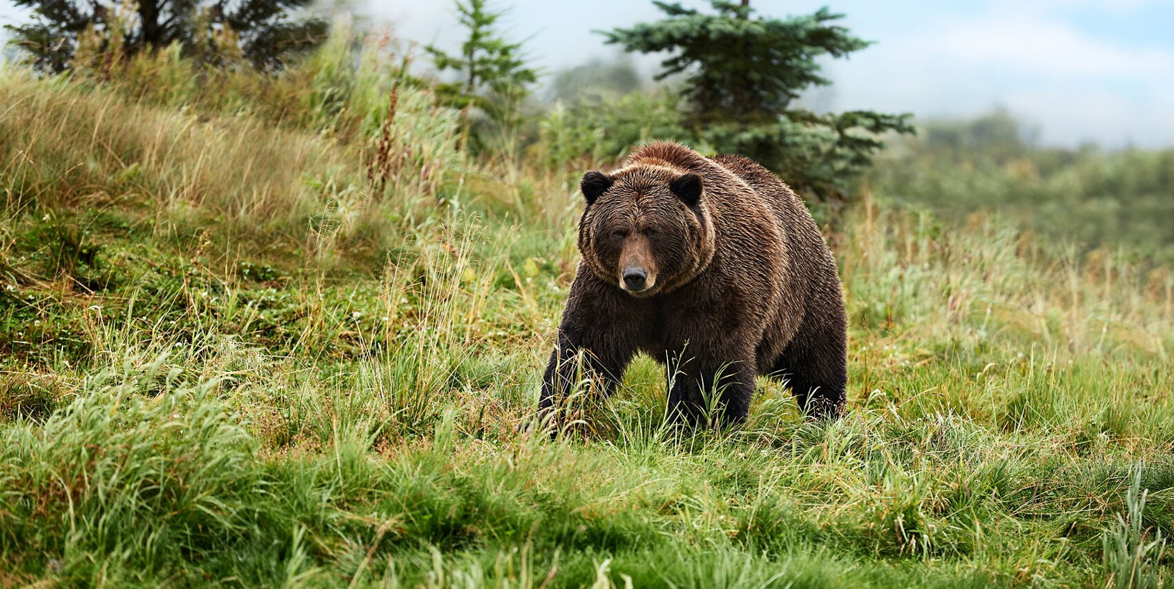 Watch the grizzly bear in his natural environment.