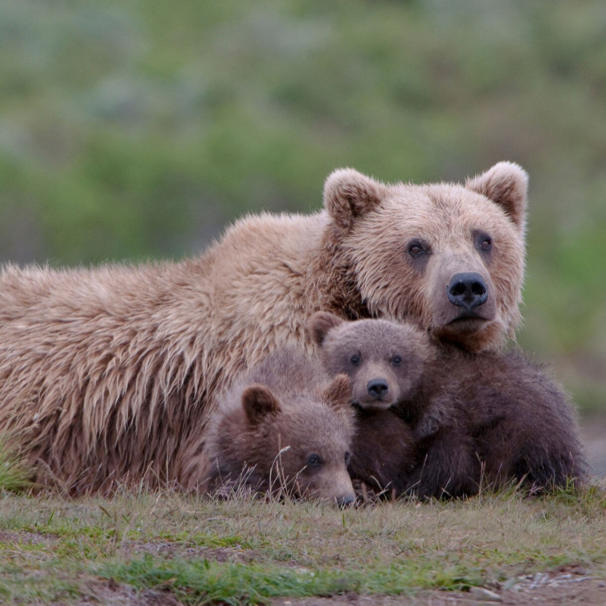 Grizzly bears are a thrilling sight on an Alaska cruisetour through Denali National Park with Princess. 