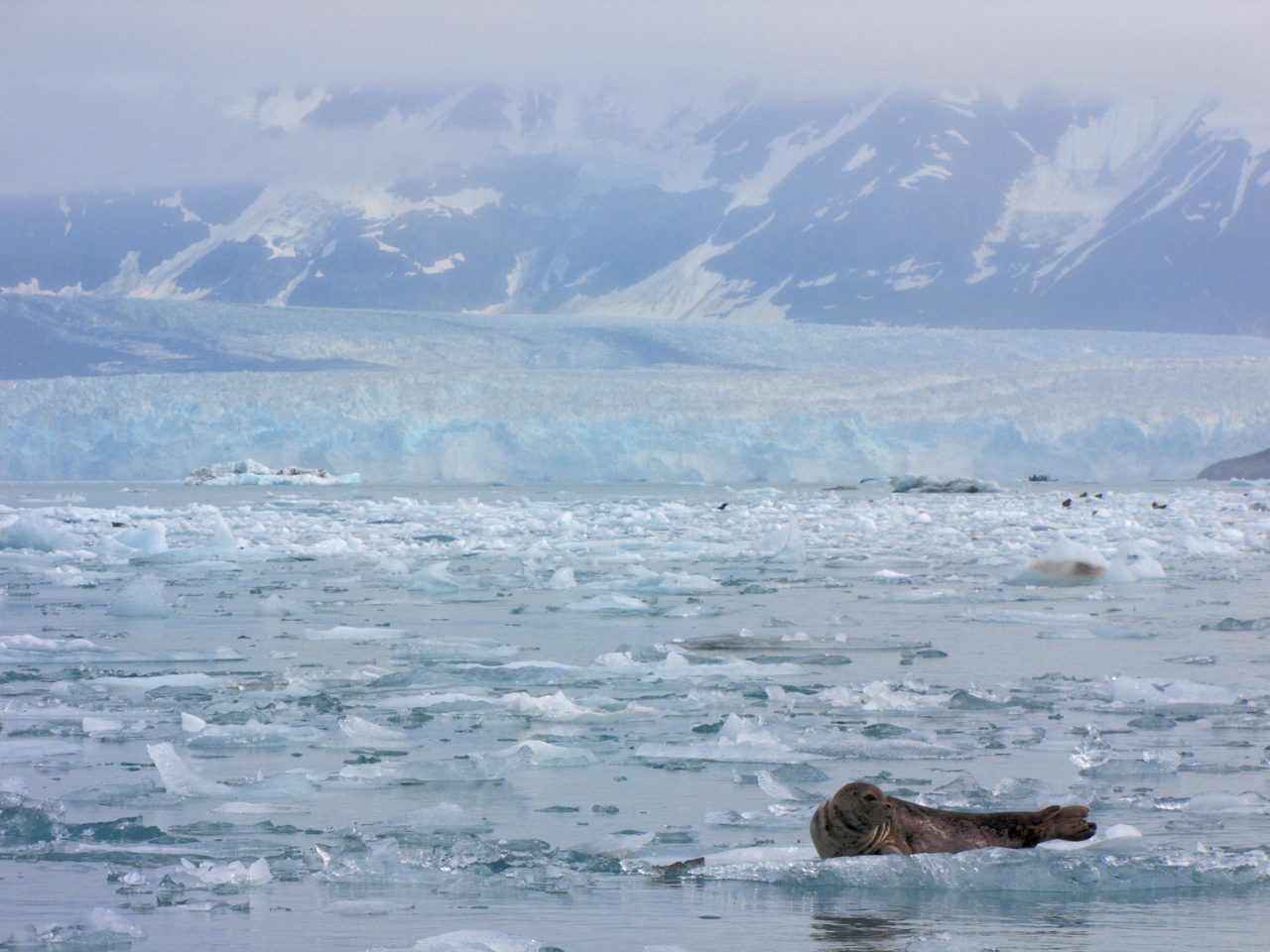 Harbor seal resting on ice floe with icy water and snow-covered mountains in background.
