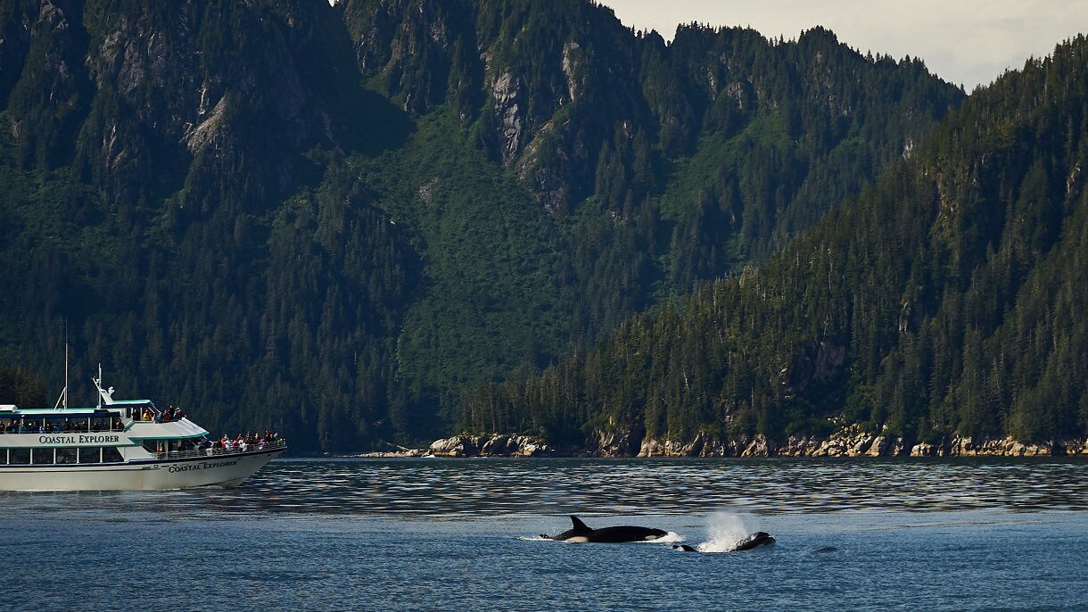 ねるポンチョ ALASKA(アラスカ) 2026 Alaska Cruises | Small Ship Alaskan Cruises | Windstar