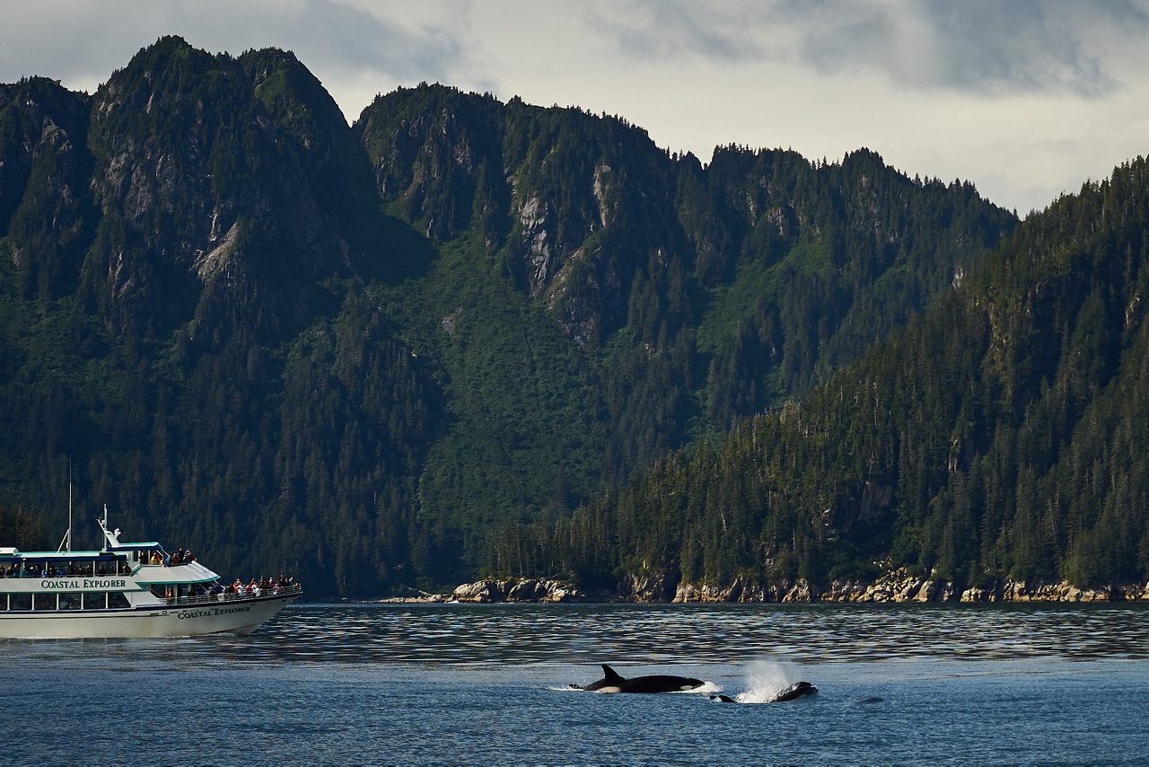Two orcas surfacing in dark blue water near forested coastline with tour boat visible in background.