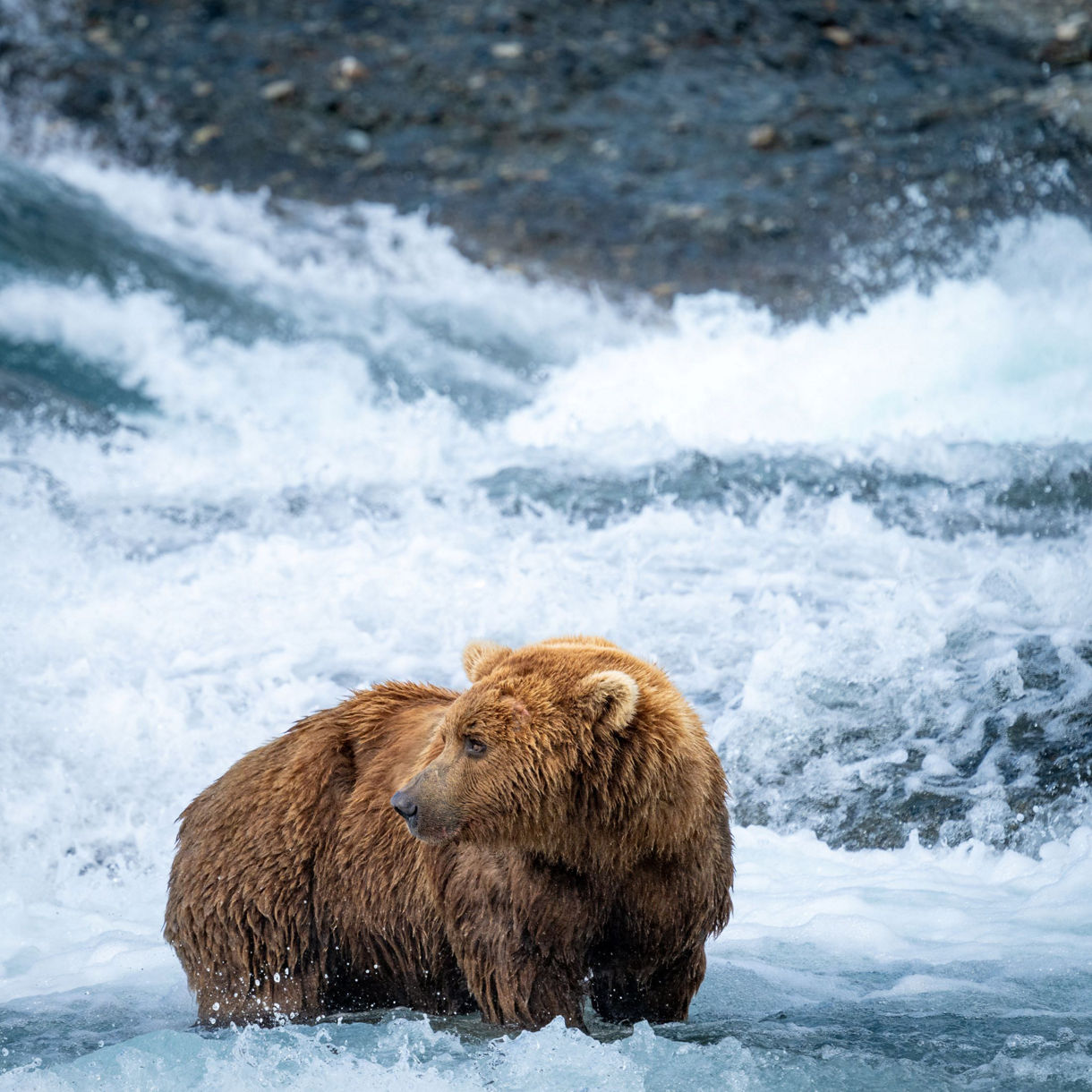Black bear standing in shallow stream water catching pink salmon with forested riverbank in background in Juneau, Alaska.