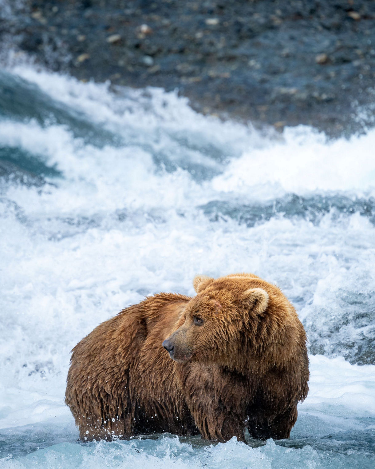 Brown bear in alaska stream, seward, alaska