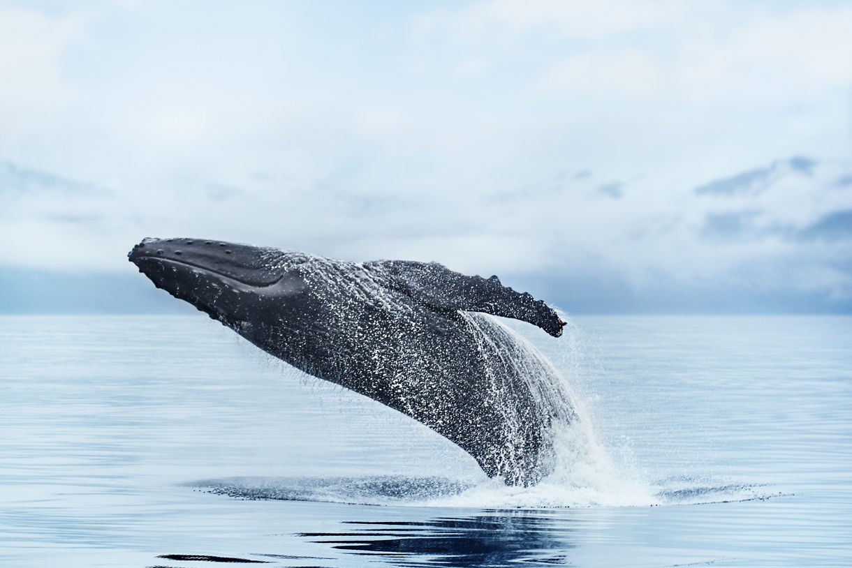 A humpback whale breaching the waters of Alaska