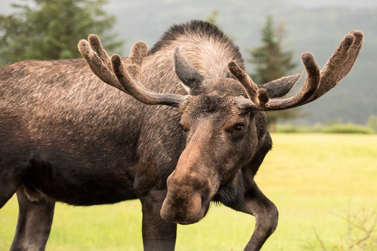 Bull moose with large velvet antlers looking directly at camera in open grassland with forest background in Denali National Park