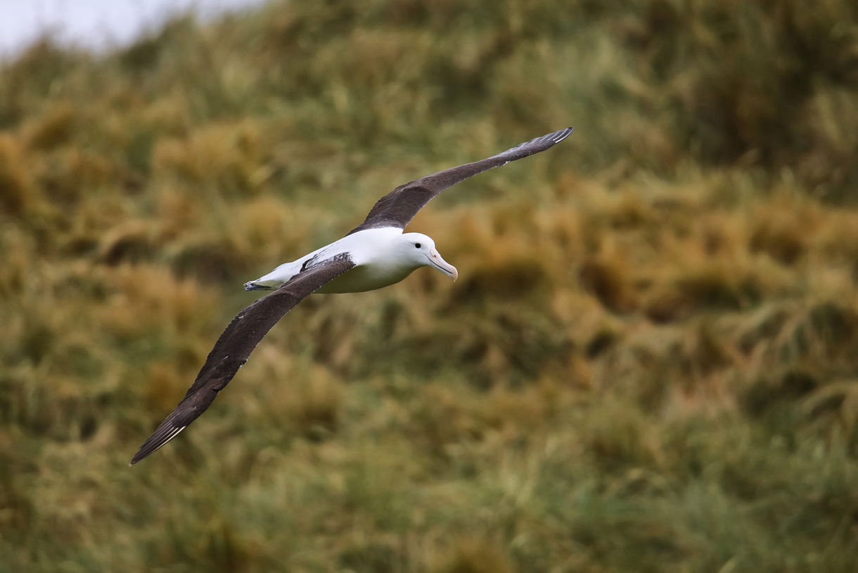 A large albatross gliding gracefully with wings outstretched above grassy terrain on the Otago Peninsula.