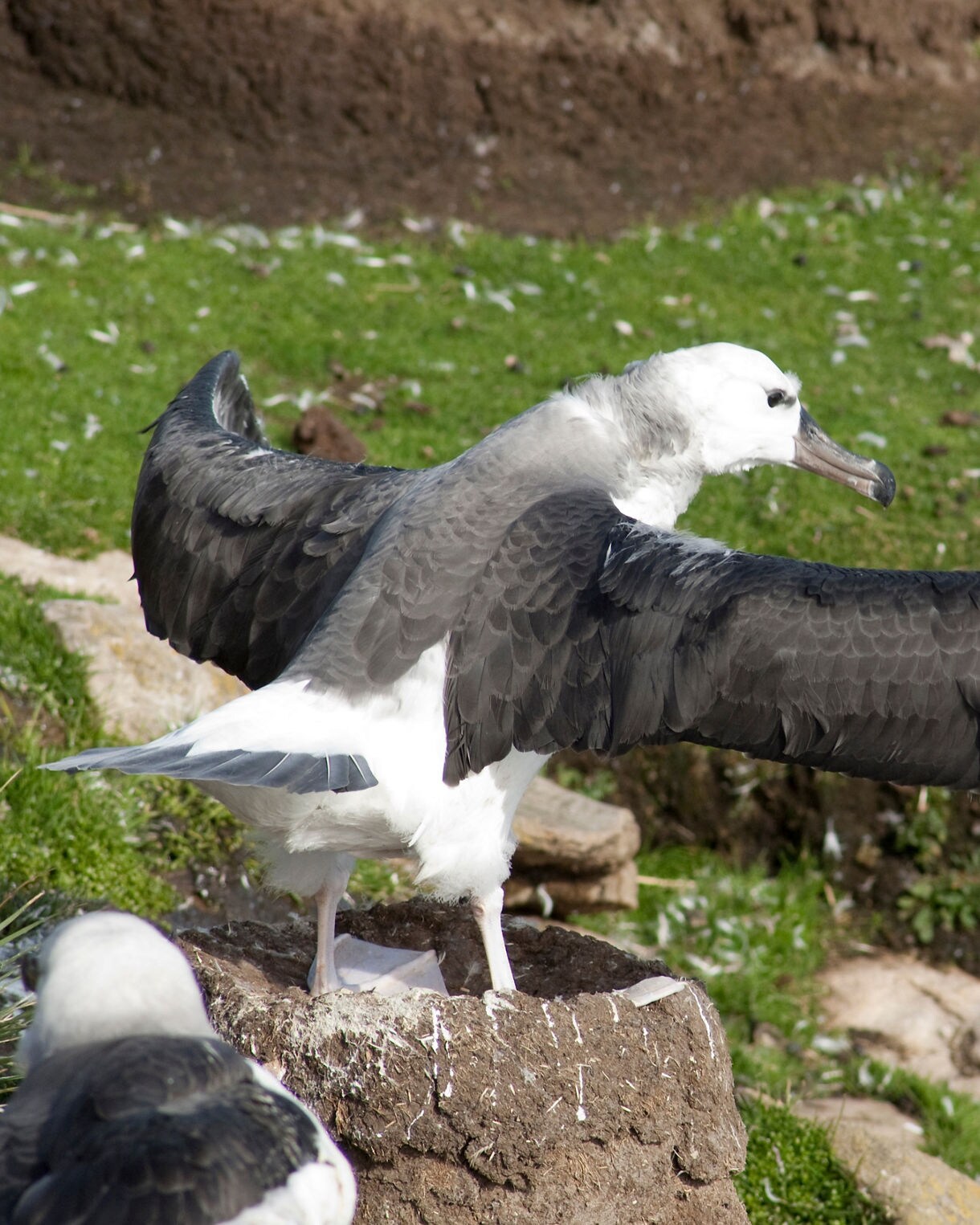 Black-browed albatross standing on a raised mud nest with wings spread wide, surrounded by grass and rocky terrain.