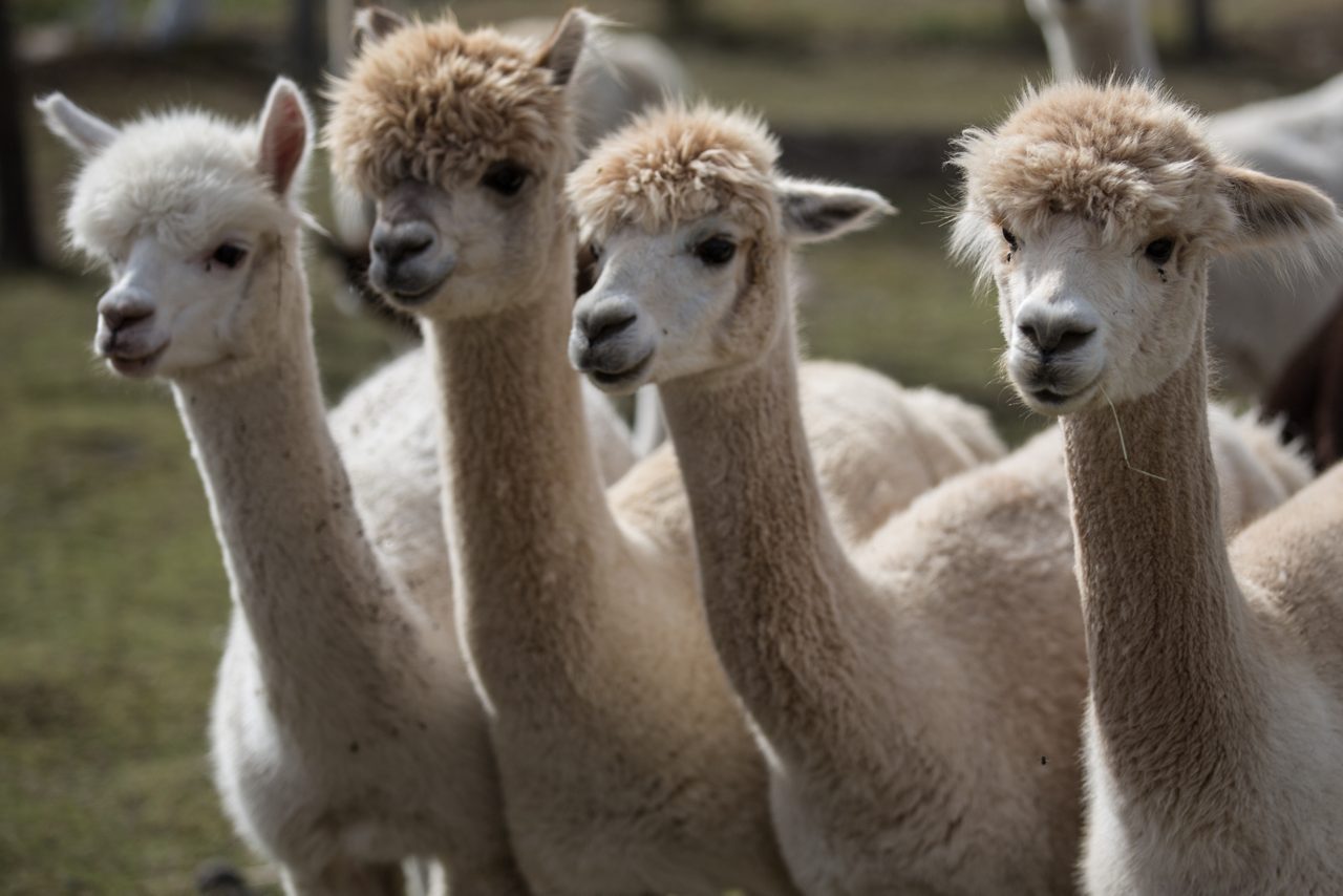 Four light-colored alpacas standing close together, each with a long neck and soft, shaggy fleece.